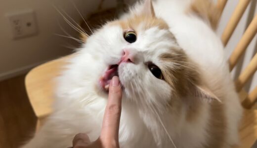 あくび中にはじめて指ズボされた猫はこうなりますw