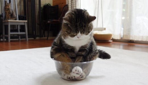 １回り小さい透明ボウルにどうしても収まりたいねこ。-Maru wants to fit in the one size smaller transparent bowl.-