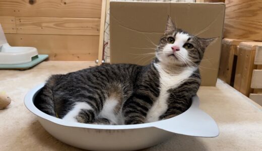 大きなお皿じゃないとご飯を食べない猫