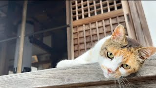 田舎の寺の猫の夏の過ごし方