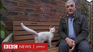 どこからともなく白猫が……BBCの生中継中にひょっこり