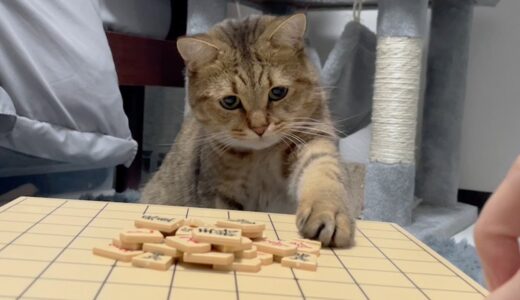 猫って将棋崩しめっちゃ上手いの知ってた？？