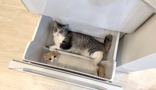 冷蔵庫を開けっぱなしにしたら暑がりな猫たちがこうなってましたw