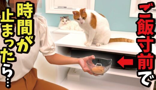 大好きなご飯をあげる寸前で時間が停止した時の猫の反応がこちら【関西弁でしゃべる猫】
