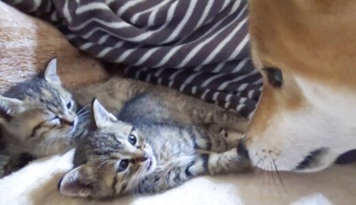 【R村の歴史】キジトラ子猫「リリ」と「リム」が新しく家族になった日