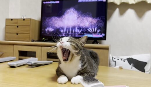 淀川花火大会のフィナーレを特等席で干渉する猫