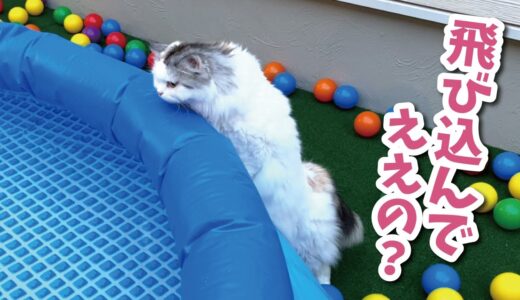 猛暑でプールに飛び込みたくてたまらない猫がこちら【関西弁でしゃべる猫】