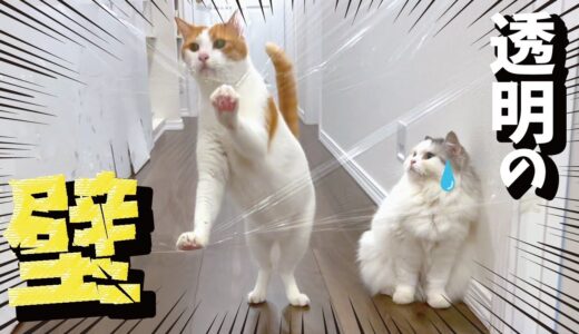 新居が透明の壁だらけになっていた猫の反応がこちら【ラップチャレンジ】【関西弁でしゃべる猫】