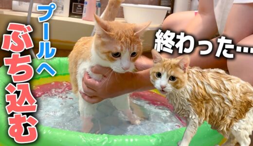 夏なので猫をプールにぶち込んで水責めしようとしたら悲しいことになりました…
