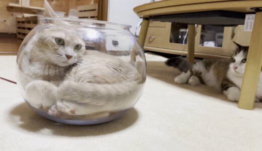 猫鉢に入っているひのきに腹が立つ猫