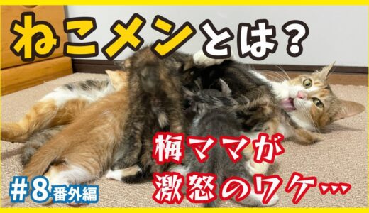 【保護猫】ねこせんメンバーへ！オモシロ梅かーちゃんが案内、可愛い子猫たちを倍楽しむ方法を教えます。【個性的な保護猫がいっぱい💗ねこせんチャンネル・番外編8】/ kitten training