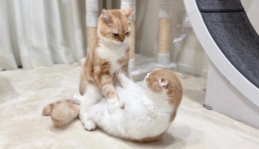 生まれて初めて猫たちが本気で兄弟喧嘩したら大変なことになりました…