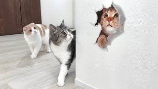 壁にトリックアートを貼ってみたら猫たちの反応がかわいすぎましたwww