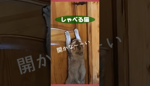 日本語をしゃべる猫！cat that speaks japanese#cat #猫 #shorts