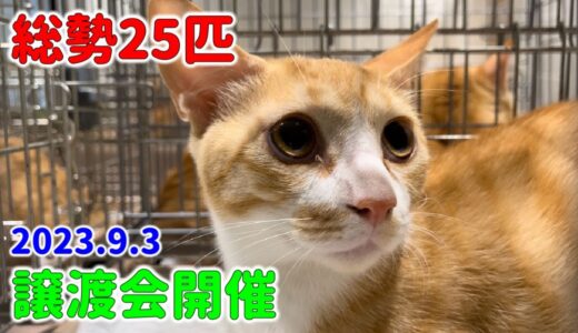 総勢25匹！譲渡会の様子【Japanese cat adoption event】