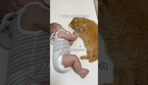 【総集編】猫と赤ちゃんの半年間（心が通じた瞬間）#shorts