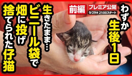 【子猫 保護】たった78ｇ…ビニール袋で捨てられていた 小さな命を保護しました【前編】