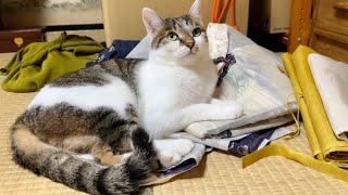 那須の長楽寺施餓鬼法要の日。猫もいつもと違うのをわかってる？