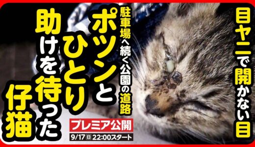 【子猫 保護】目が見えない…誰か助けて…。ガリガリに瘦せこけた子猫を緊急保護しました