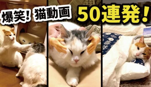 腹筋崩壊！おもしろ猫動画50連発！！【総集編】【猫アテレコ】【関西弁でしゃべる猫】
