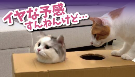この後、後輩猫に悲劇が…！！ 【関西弁でしゃべる猫】【猫アテレコ】