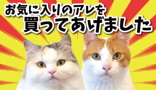 猫たちが大好きなアレを買ってあげたでぇぇ！【関西弁でしゃべる猫】【猫アテレコ】