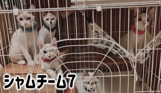 【空輸後の様子】シャム系猫7匹がいる預かりM組のご紹介