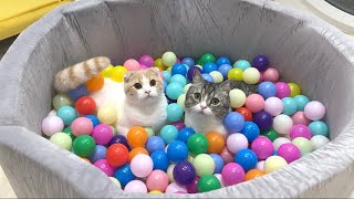 猫たちをボールプールに入れてみたら楽しすぎてこうなっちゃいました…笑