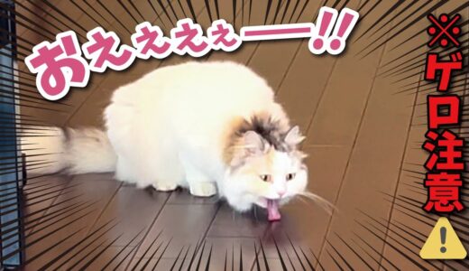 【閲覧注意】あるものを食べ過ぎた猫が大変なことになってました【関西弁でしゃべる猫】【猫アテレコ】