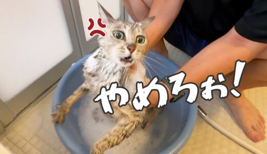 久々のお風呂でブチギレてしまった猫マロちゃん