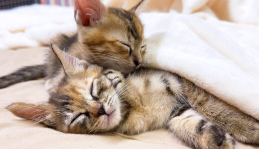 天使のような寝顔で飼い主の毛布で寝ていく子猫たちが可愛すぎる…！