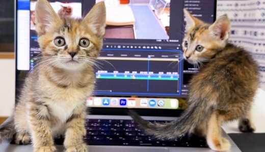 パソコン作業をしてると子猫2匹が○○してきて作業どころじゃない笑