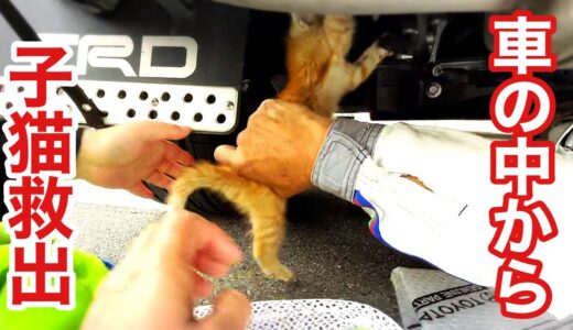 【緊急保護】車に入り込んだ野良子猫､３時間かけ救出
