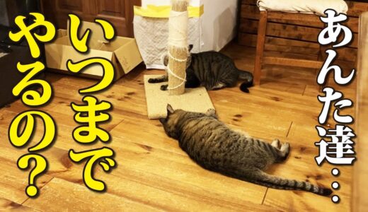 【後編】キジトラ兄弟猫、宿命の戦い！