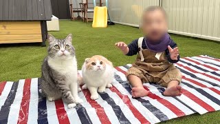 初めて赤ちゃんと猫たちが一緒にピクニックしたら大喜びでかわいすぎました笑
