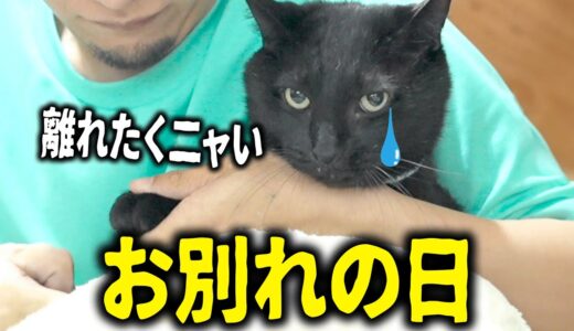 【感動】保護した猫ちゃん達とお別れした、、、でも帰って来たら嬉しい出来事が!!!!!