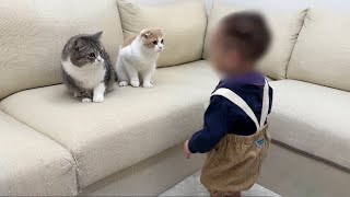 初めて歩けるようになった赤ちゃんを見た猫たちがまさかのこうなりました…