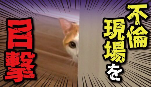 先住猫にとんでもない所を見られてしまいました【関西弁でしゃべる猫】【猫アテレコ】
