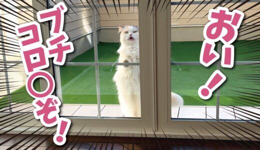 窓の外にガラの悪すぎる猫がおったそうな…【関西弁でしゃべる猫】【猫アテレコ】