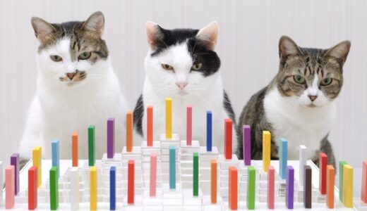 Cats and Domino 2