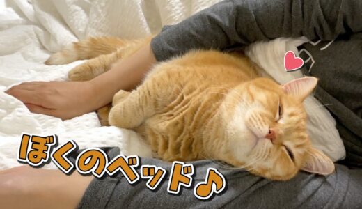 ママの腕の中で寝かしつけてもらう猫が可愛すぎる…