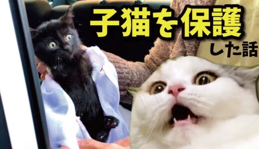 【保護猫】奇跡のような不思議な出来事がありました【関西弁でしゃべる猫】【猫アテレコ】