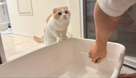トイレを掃除してたら急におしっこしたくなった猫がこうなっちゃいました…