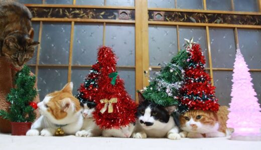 クリスマスツリー帽子　のせ猫　2023　231225