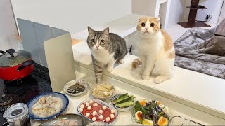 夕飯を盗み食いしようとしてたのが見つかった猫たちの反応がかわいすぎたw