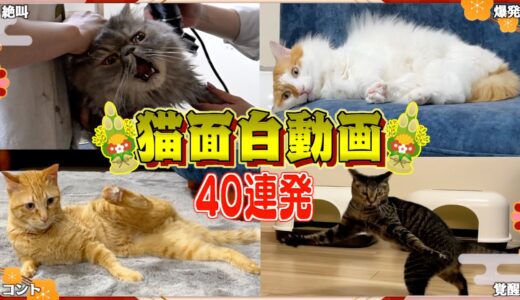 【総集編】本気で笑いをとりにくる猫たちの”おもしろ動画”40連発！
