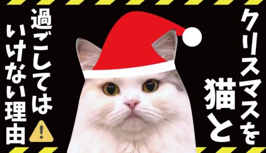 クリスマスは猫にとって危険なイベント…！？【関西弁でしゃべる猫】【猫アテレコ】
