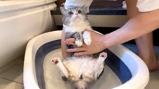 お風呂嫌いな猫を半年ぶりに洗おうとしたらこうなっちゃいました…