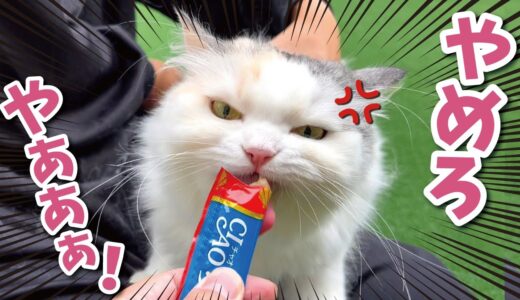 ちゅーるを食べながらブチキレる世にも不思議な猫がこちらです【関西弁でしゃべる猫】【猫アテレコ】