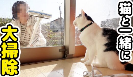飼い主がきちんと大掃除をしているか監督する愛猫がカワイイ